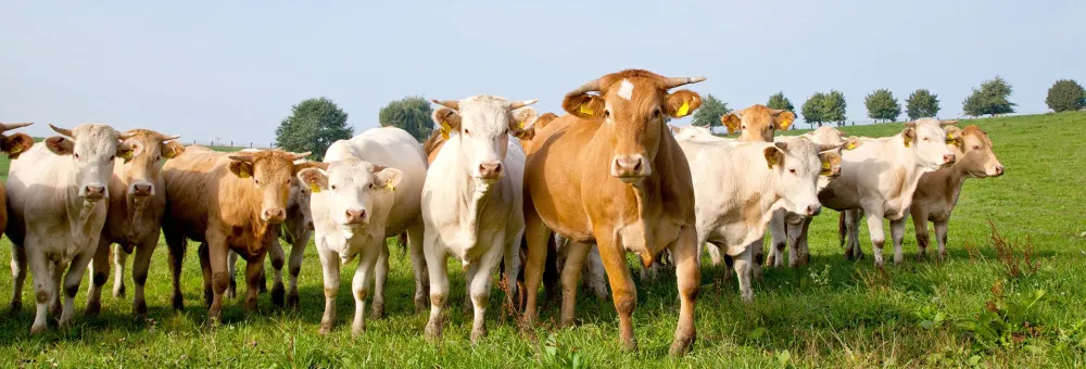 Producteur de bœuf et de veau à Herbignac