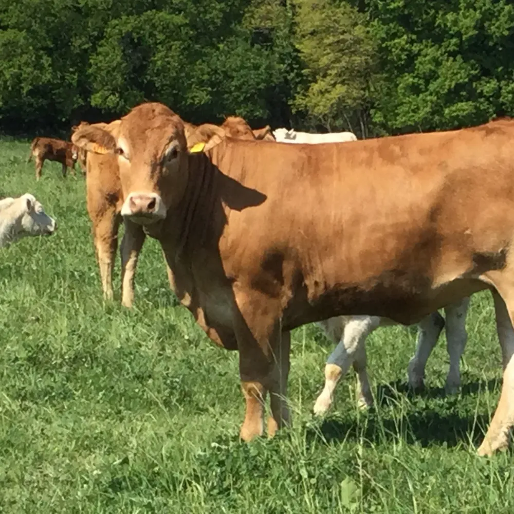 Producteur de charolaise à Herbignac